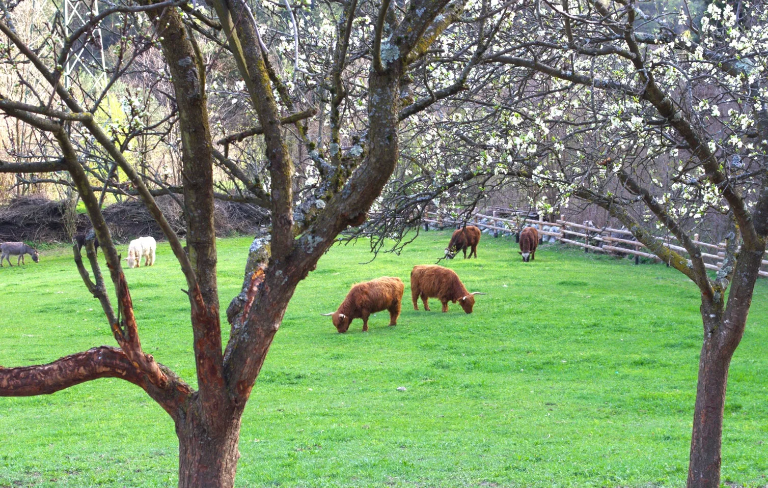 Mucche Highland al pascolo tra gli alberi in fiore nella fattoria Orthammer